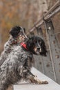 A pair spotted setters stands on the bridge