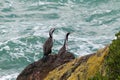 Pair of spotted shags on cliffs