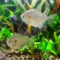 Pair of Spotted Silver Dollar Fish Royalty Free Stock Photo