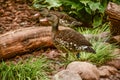 A Pair of Spotted Whistling Ducks