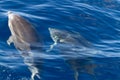 A pair spottet dolphins swimming in the blue water Royalty Free Stock Photo