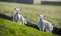 Pair of spring lambs