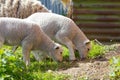 Pair of Spring Lambs Royalty Free Stock Photo