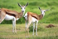 Pair of springbuck Royalty Free Stock Photo