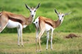 Pair of springbuck