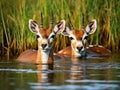 Pair of springbuck Royalty Free Stock Photo