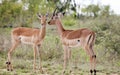Pair of springbuck standing together Royalty Free Stock Photo