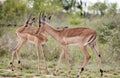 Pair of springbuck standing together looking left Royalty Free Stock Photo