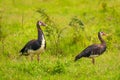 A pair of spur-winged Goose Plectropterus gambensis, Lake Mburo National Park, Uganda.