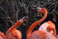 Pair of Squabbling American Flamingos Royalty Free Stock Photo