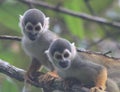 Squirrel Monkeys in South American Rainforest