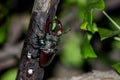 Pair of stag beetles mate on tree, natural background with insect