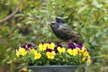 Pair of starlings feeding amongst pansies Royalty Free Stock Photo
