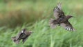 Pair of Starlings in flight