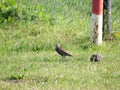 Pair of starlings on green grass