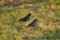 A pair of Starlings perched on a meadow in summer