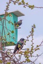 A pair of starlings in the spring