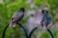 A pair of Starlings Sturnus vulgaris looking as if they are discussing all things food related whilst perched on a garden bird