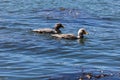 pair of steamer ducks swimming Royalty Free Stock Photo