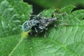 a pair of stinging nettles copulate