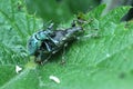 a pair of stinging nettles copulate