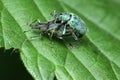 a pair of stinging nettles copulate