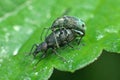 a pair of stinging nettles copulate