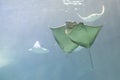 Pair of Stingray Closeup