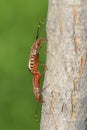 Pair of stink bug