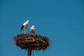 Pair of storck on nest Royalty Free Stock Photo