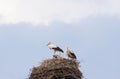 A pair of storks with chicks in the nest, bottom view. Royalty Free Stock Photo