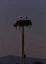 Pair of storks in nest on an old electric light pole at sunset with blue sunset light, ciconia Royalty Free Stock Photo