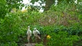 pair of storks in a nest in windy weather. Black and white large storks in the reserve.Storks in the nest in the park.