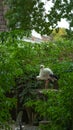 pair of storks in a nest in windy weather. Black and white storks in the reserve.Storks in the nest in the park.