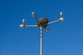 Pair of storks nesting on top of a street lamp in Faro, Algarve, Portugal.