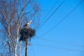 Pair of storks sitting in nest. Peaceful birds Royalty Free Stock Photo