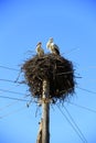 Pair of storks sitting in nest. Peaceful birds Royalty Free Stock Photo