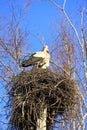 Pair of storks sitting in nest. Peaceful birds Royalty Free Stock Photo