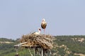 A pair of storks sitting in their nests Royalty Free Stock Photo