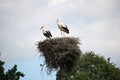 Pair of Storks stand in nest of twigs built on top of pillar