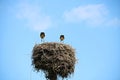 Pair of Storks stand in nest of twigs built on top of pillar