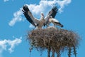 Pair of Storks with their three chicks