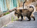 A pair of stray cats on a Japanese road