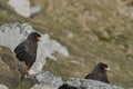 Pair of Striated Caracara in the Falkland Islands