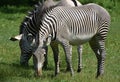 Pair of stribed zebras grazing in a field Royalty Free Stock Photo