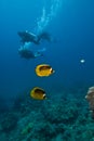 A pair of Striped butterflyfish with divers