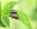 A pair of striped Colorado beetles reproduce on young green shoo Royalty Free Stock Photo