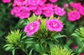 A Pair of Stunning Dianthus Seguieri or Sequier\'s Pink Flowers Growing in the Garden Royalty Free Stock Photo