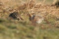 A pair of rare Grey Partridge, Perdix perdix, feeding in the moors of Durham, UK. Royalty Free Stock Photo
