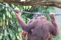 A pair of Sumatran Orangutan holding on to a rope sitting on a tree branch